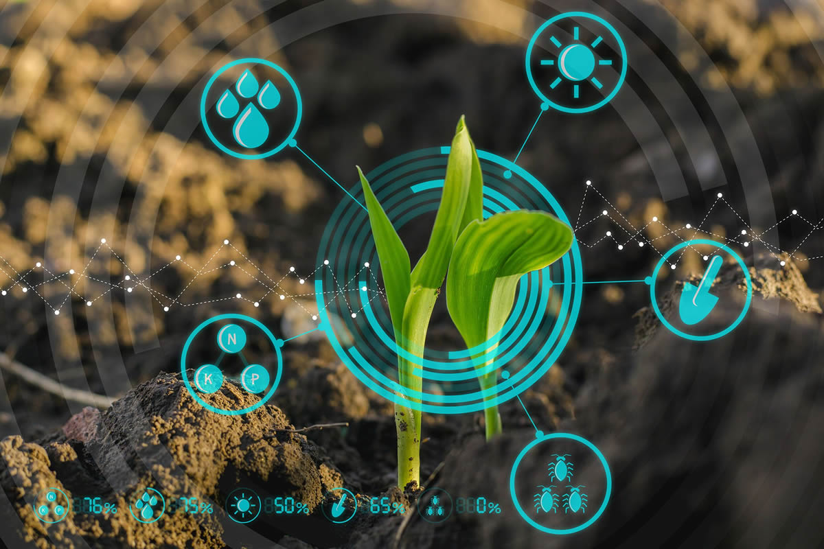 Plant sprouts emerging from soil with graphics for data elements for the plant circling around it.