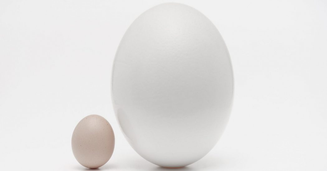 small egg next to large egg